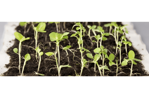 Duurzamekaarten groeipapier